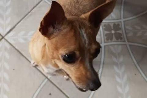 Cachorra desaparece na região do Badejo do Meio e família oferece recompensa em Cruzeiro do Sul