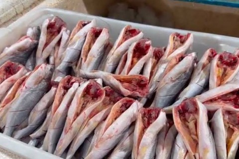 Piracema reduz preços no Mercado do Peixe de Cruzeiro do Sul