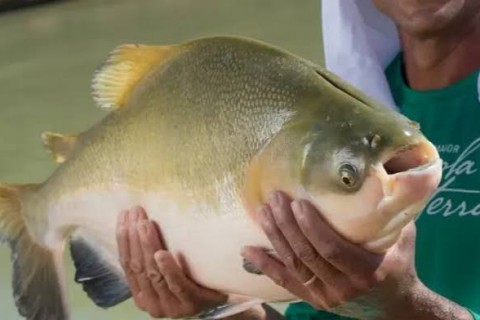 Tambaqui pode ter pesca proibida no Brasil e preocupa produtores e consumidores no Acre