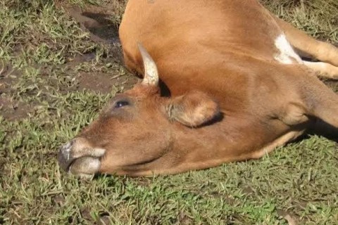 IDAF reforça alerta após caso de raiva bovina em Tarauacá e orienta vacinação do rebanho